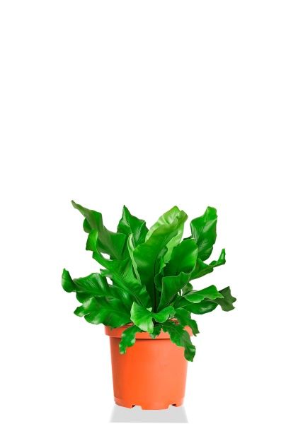 Асплениум Нидус 9/15 см