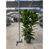 Фикус Лирата d35 см h190 см
