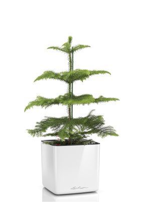 Араукария в CUBE GLOSSY 14, белый блестящий