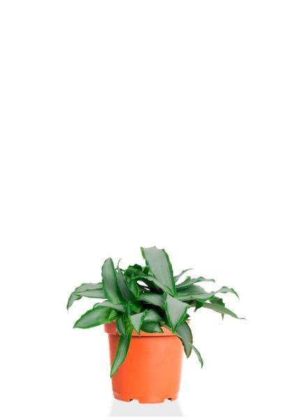 Мурдания 12/20 см