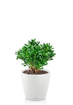 Крассула Хоббит 17/35 см в CLASSICO 18, белый