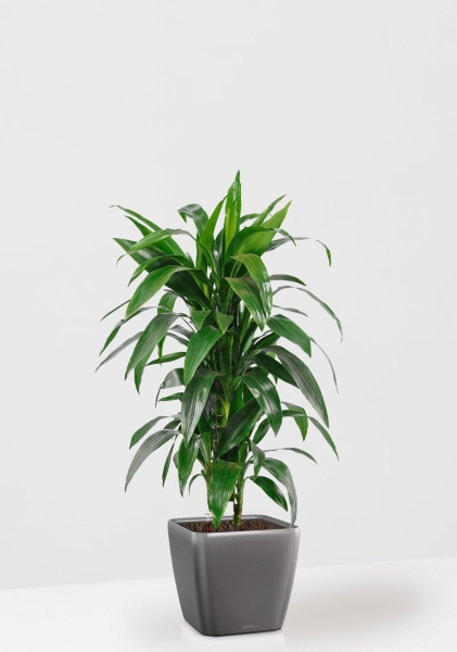 Драцена Джанет Крейг бранч в QUADRO 28