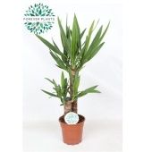 Юкка 2 ствола 45-20см d17 см 80 см тип 3