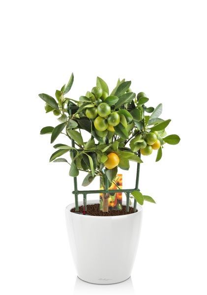 Цитрус Каламондин на решетке 15/45 см в CLASSICO LS 21 Цитрус Каламондин на решетке 15/45 см в CLASSICO LS 21