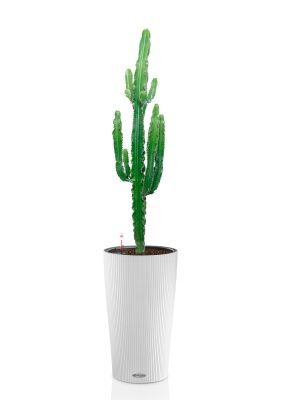 Эуфорбия 19/110 см в CILINDRO 23, белый