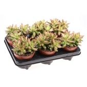 Седум Nussbaumerianum d12 см h15 см