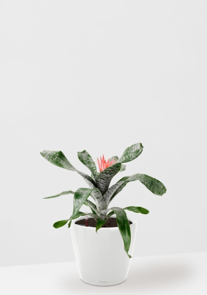 Эхмея 17/50 см в CLASSICO LS 21 Эхмея 17/50 см в CLASSICO LS 21