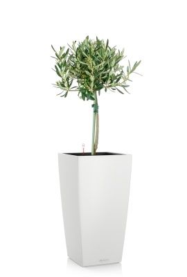 Олива на стволе в CUBICO COLOR 22, белый