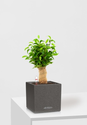 Фикус Бенджамина Наташа в джуте 12/30 см в CANTO STONE 14