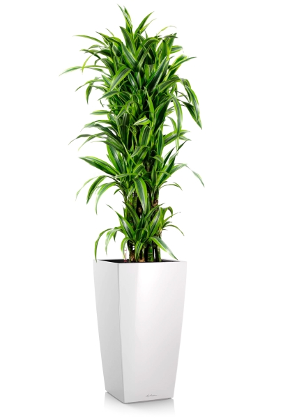 Драцена Лемон Лайм бранч 34/160 см в CUBICO 40