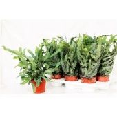 Флебодиум Ауреум Блю Стар d14 см h40 см тип 2