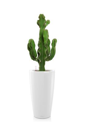Кактус Канарский RONDO 32/110 см, белый блестящий Кактус Канарский RONDO 32/110 см, белый блестящий
