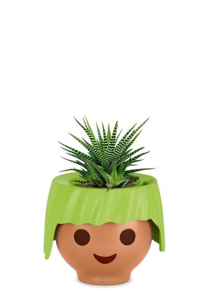 Хавортия микс 10 см в OJO