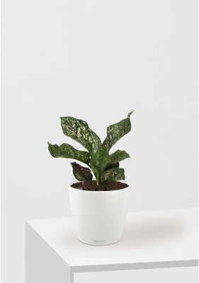 Аглаонема Анимани 12 см в CLASSICO COLOR 18