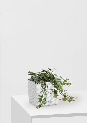 Хедера микс 13/30 см CUBE COLOR 16