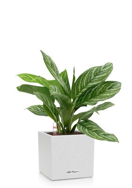Аглаонема Страйп в CANTO STONE 14