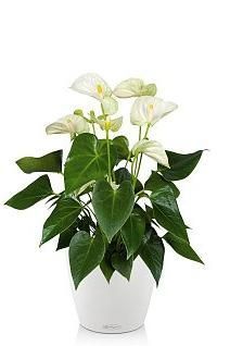 Антуриум белый CLASSICO 21/65 см, белый
