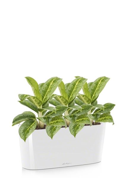 Аглаонема Лемон Минт в DELTA 20