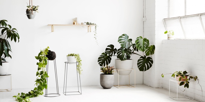 Как растения делают кадры стильнее: озеленение фотостудии