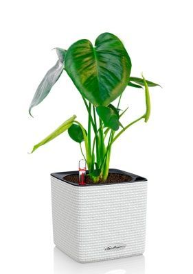 Монстера Делициоза 12/40 см в CUBE COLOR 14, белый