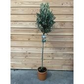 Олива европейская d27 см h170 см