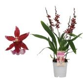 Орхидея Буррагеара красная 3-4 ствола d12 см h50 см