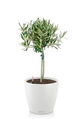 Олива в CLASSICO COLOR 21, белый