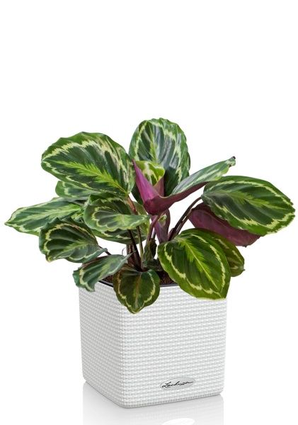 Калатея Медальон 12/40 см в CUBE COLOR 14