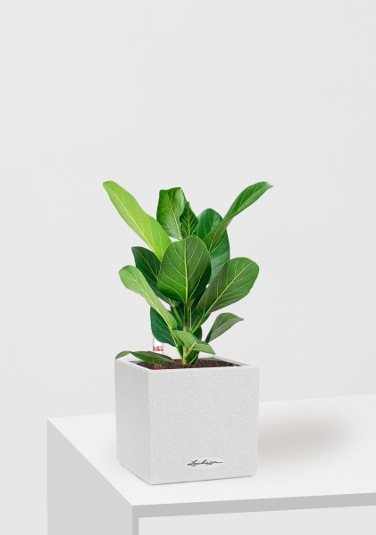  Фикус Бенгальский Одри 12/30 см в CANTO STONE 14