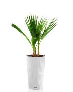 Вашингтония в CILINDRO 32 Вашингтония в CILINDRO 32