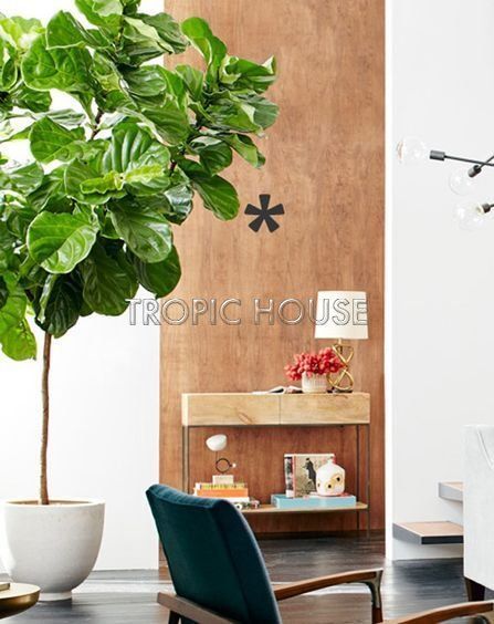 Фикус Лирата на стволе 34/160 см