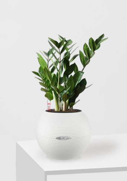 Замиокулькас 12/45 см в PURO 20