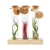 Тилландсия Glas Kurk Buisje Small Set h20 см