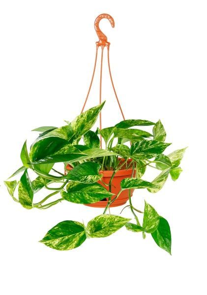 Сциндапсус Ауреум 15/45 см