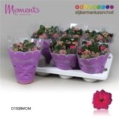 Каланхоэ Calandiva Moments Shadow Purple d15 см h26 см