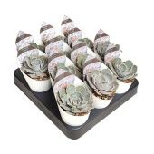 Эхеверия Лалацина d6.5 см h8 см