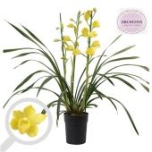 Цимбидиум 3-4 ствола Shinning Yellow d14 см h85 см