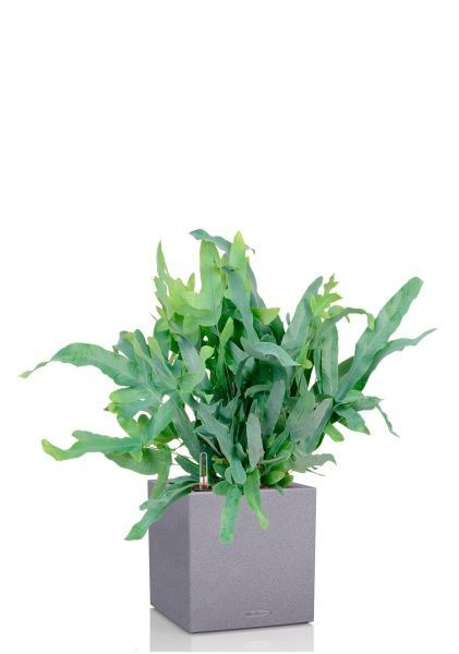 Флебодиум 24/55 см в CANTO STONE LOW 30