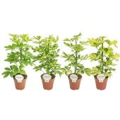 Шеффлера микс d13 см h45 см тип 1