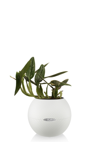 Филодендрон Кобра 12 см в PURO 20