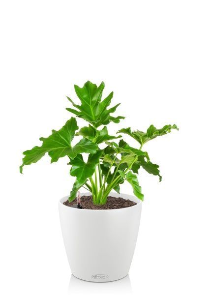 Филодендрон Шангри Ла 14/35 см CLASSICO 18 Филодендрон Шангри Ла 14/35 см CLASSICO 18