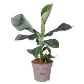 Банан Oriental Dwarf d15 см h55 см