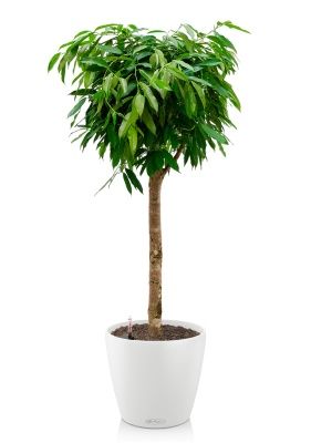 Фикус Амстел Кинг на штамбе 31/140 в CLASSICO COLOR 35, белый