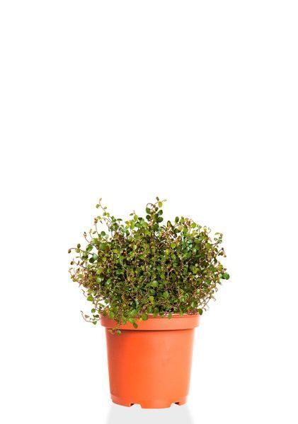 Мюленбекия 12/20 см