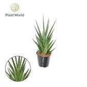 Сансевиерия Dancing Queen d12 см h30 см Сансевиерия Dancing Queen d12 см h30 см