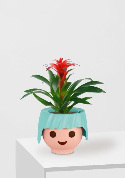 Гузмания Калипсо красная 12/40 см в OJO