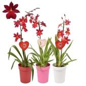 Орхидея Камбрия Ред вельвет 1 ствол d12 см h55 см тип 3