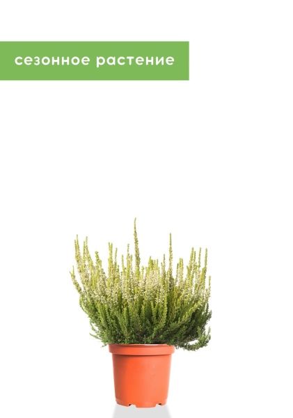 Вереск (Эрика) белый 12/30 см