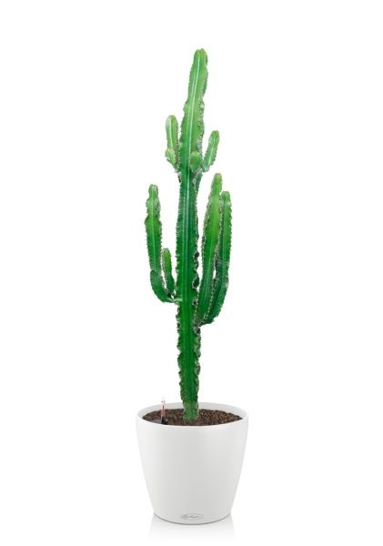 Эуфорбия 19/110 см в CLASSICO COLOR 21