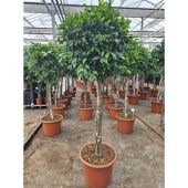 Фикус Нитида на стволе d55 см h220 см